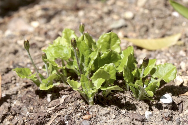 センボンヤリの蕾