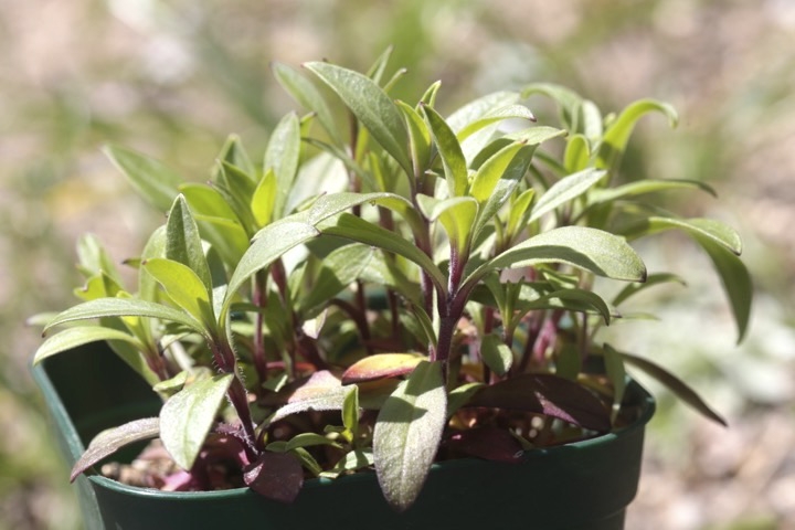 チシママンテマの芽生え