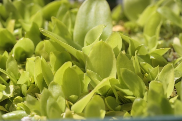 ショウジョウバカマの芽生え