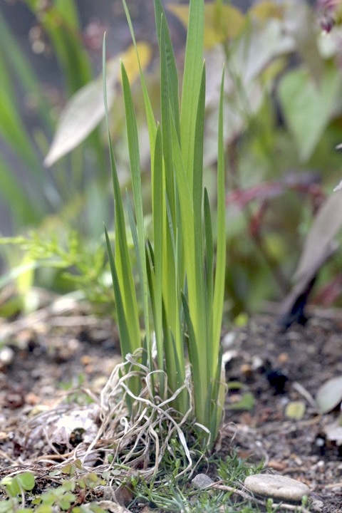 アヤメの芽生え