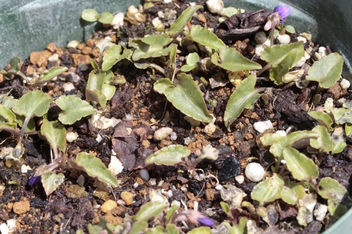 ノジスミレの芽生えと開花