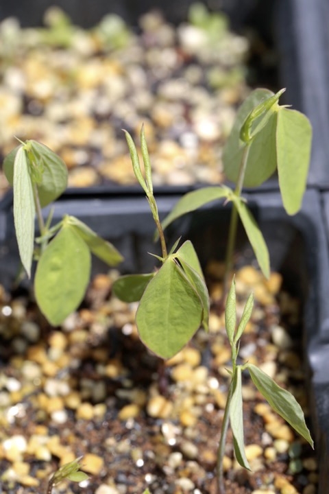 イタチササゲの発芽