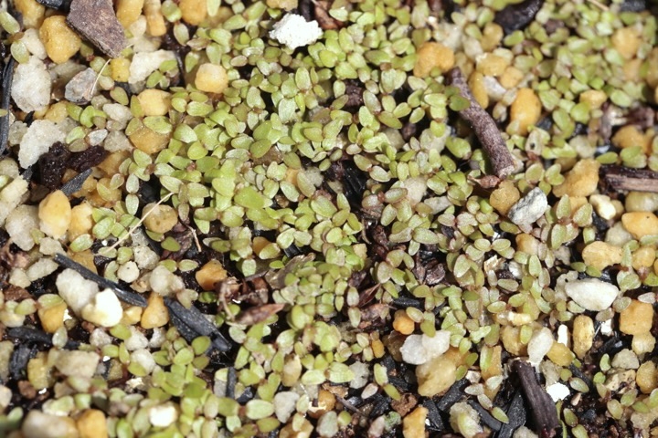 チダケサシの発芽