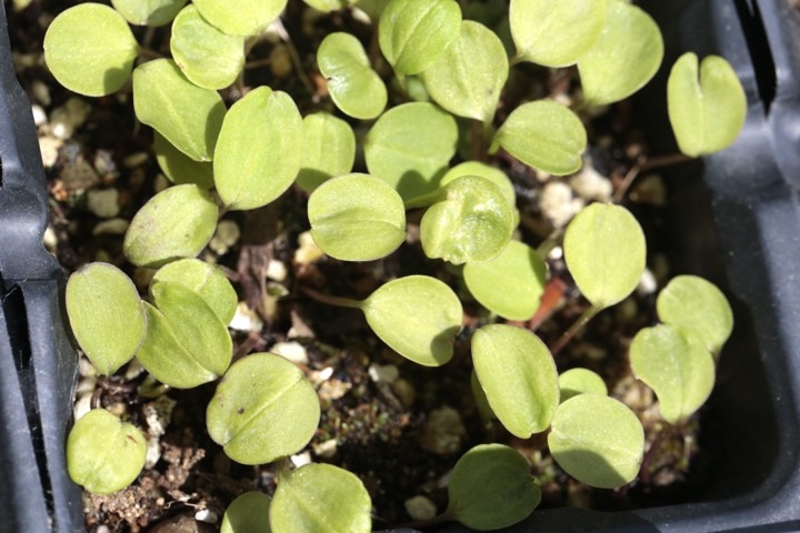 ニリンソウの発芽
