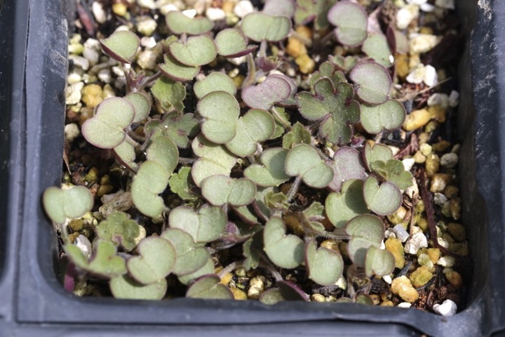 ゲンノショウコの発芽