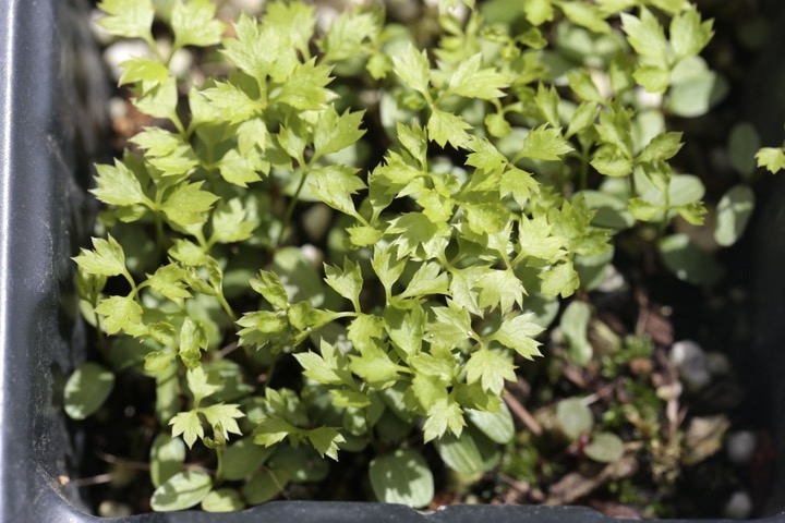 セリバオウレンの発芽