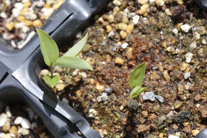 チゴユリの発芽