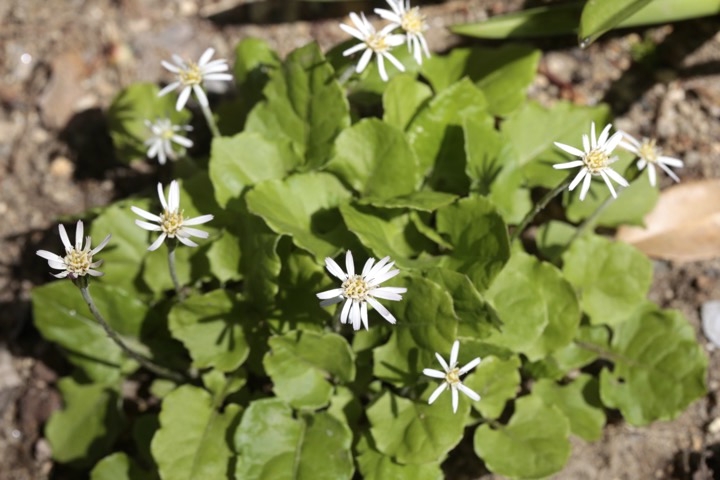 センボンヤリの開花