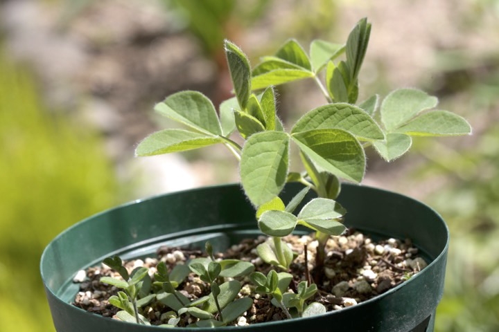 センダイハギの芽生え