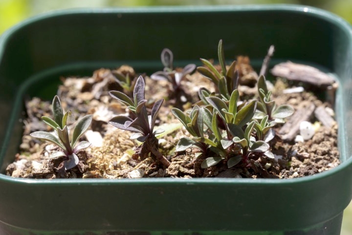 センブリの芽生え