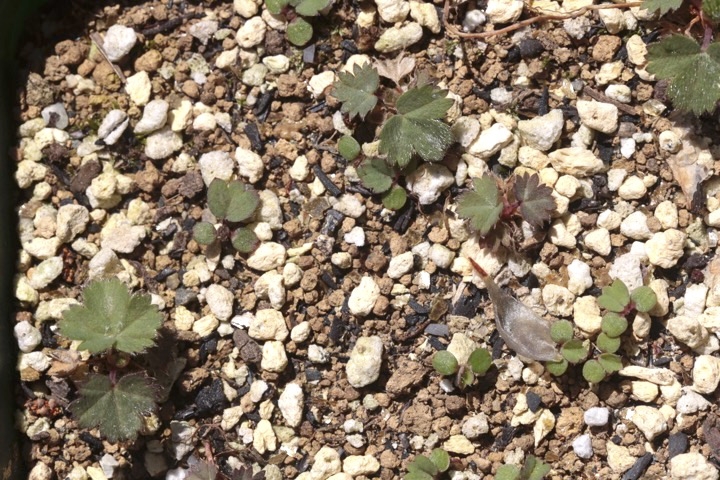 ハゴロモグサの芽生え