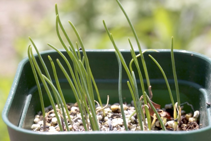 シロウマアサツキの芽生え