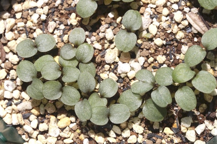 ヒゴスミレの発芽