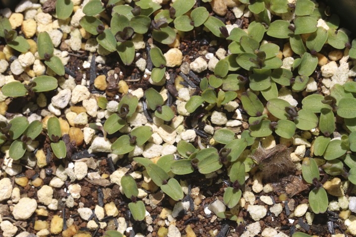 キキョウの発芽