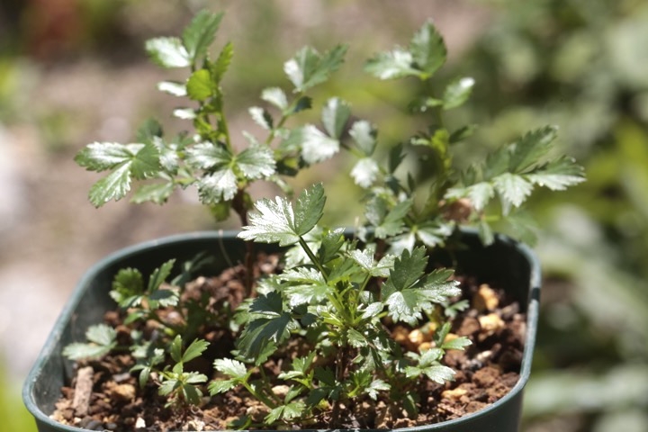 ２年目のチングルマ