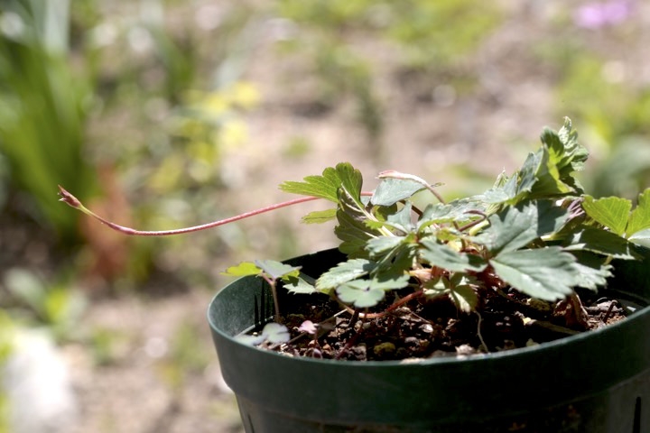 ノウゴウイチゴの芽生え