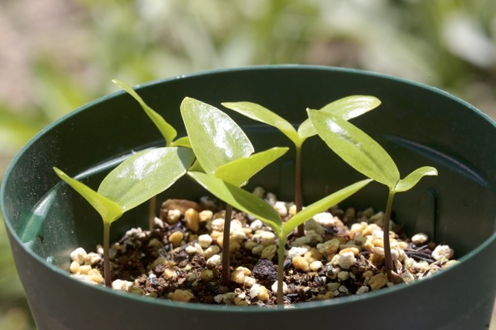 シラネアオイの発芽