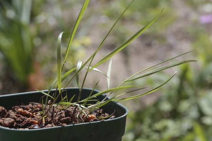 コメガヤの芽生え