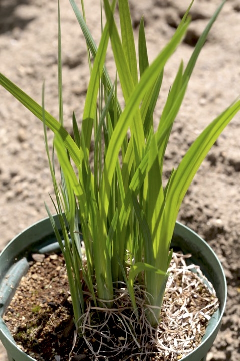 ノハナショウブの芽生え