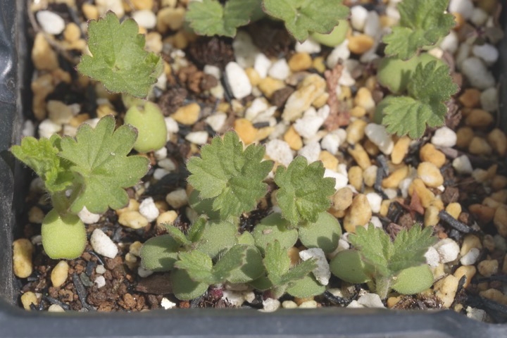 キンミズヒキの発芽