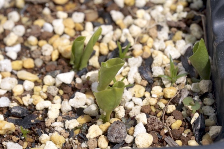 ギボウシの発芽