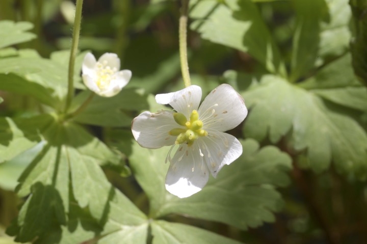 ニリンソウの実