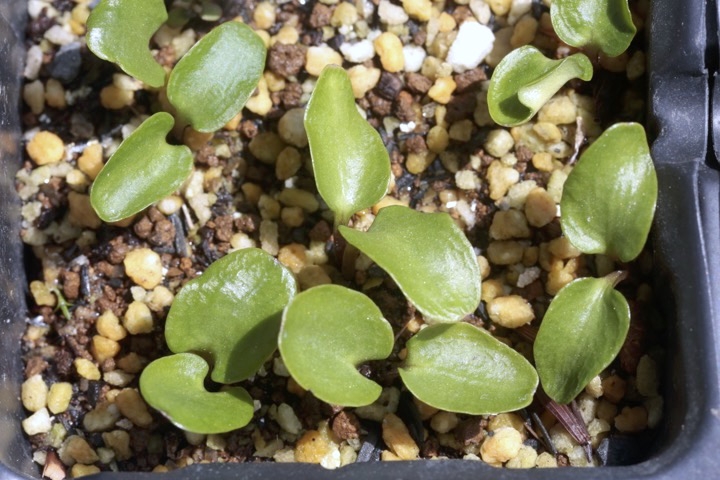 オクモミジハグマの発芽