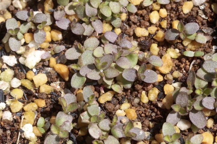 オミナエシの発芽