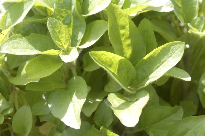 ウツボグサの葉