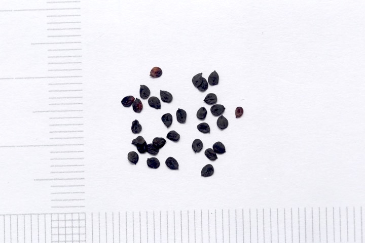 ハマナデシコの種