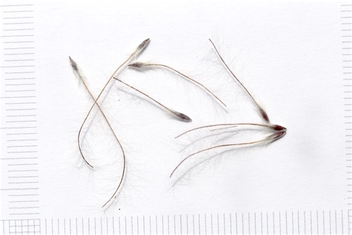 オキナグサの種