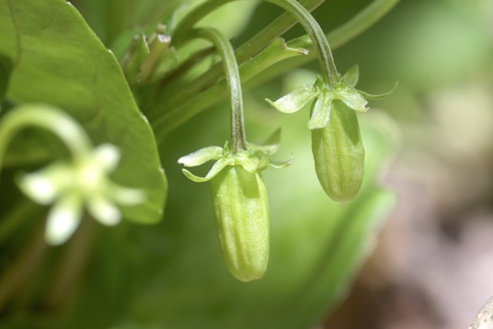 ツボスミレの実