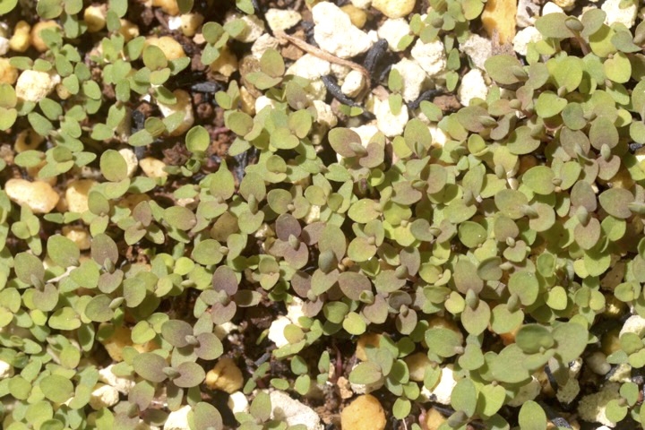 トモエソウの発芽