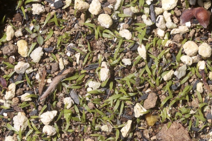 ノギランの発芽