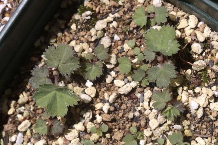 ハゴロモグサの発芽