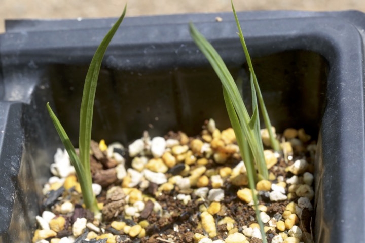 ハナショウブの発芽