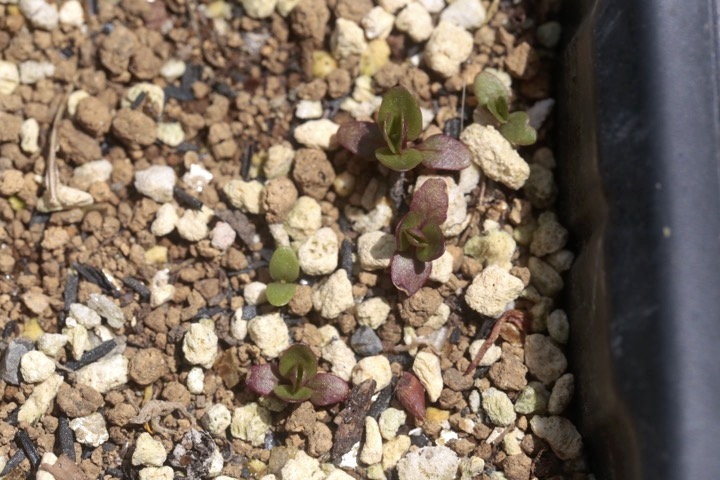 アカバナの発芽