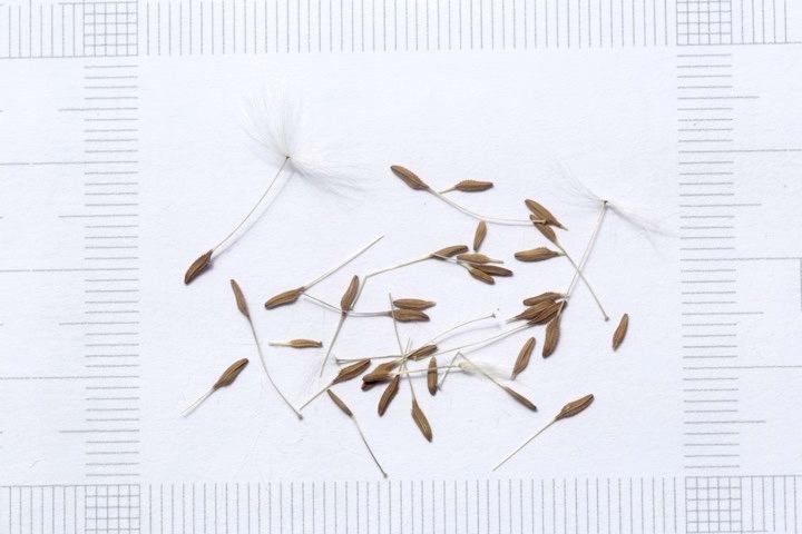 ニホンタンポポの種