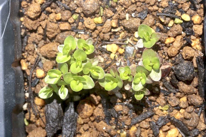 アカバナの発芽