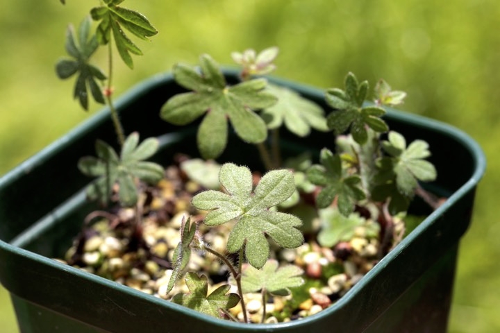 ハクサンフウロの芽生え