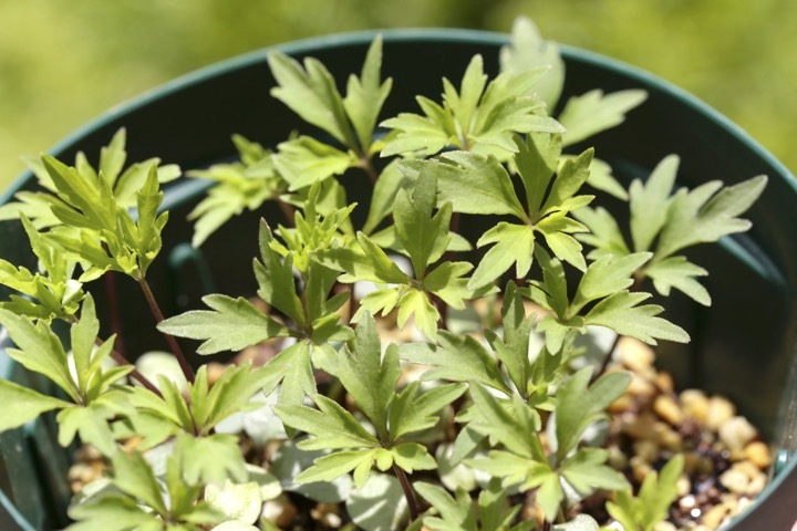 ヒゴスミレの発芽