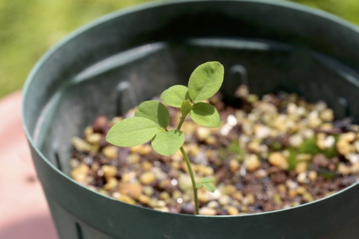 クララの芽生え