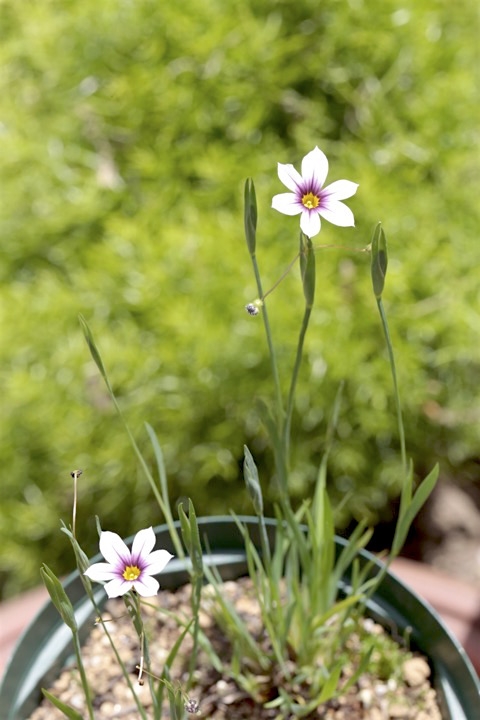 ニワゼキショウの開花