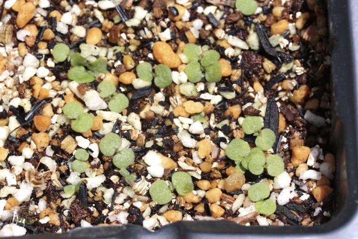 キュウリグサの発芽