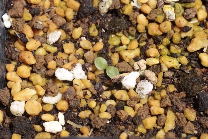 ニホンタンポポの発芽