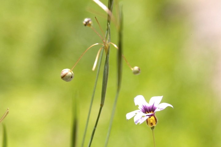 ニワゼキショウの実