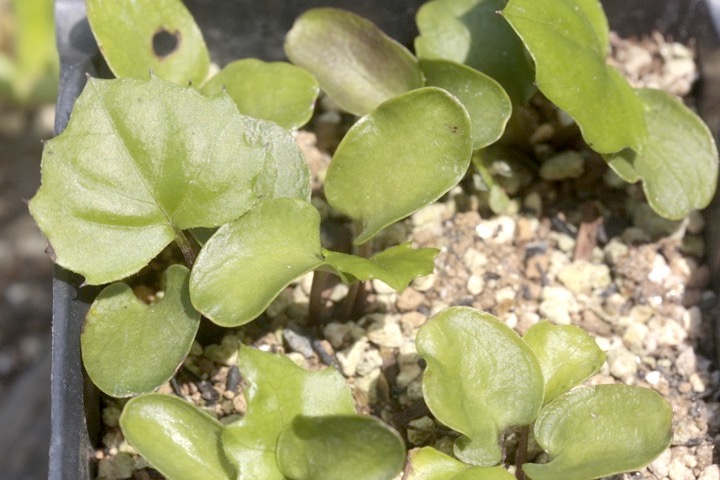 オクモミジハグマの発芽