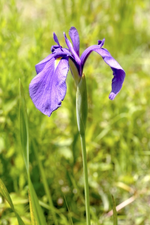 ノハナショウブの開花