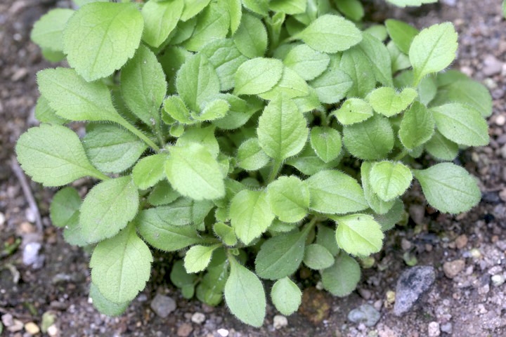 オミナエシの発芽