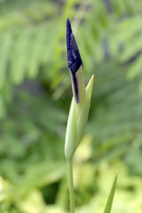 ノハナショウブの蕾